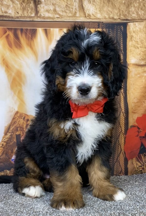 Photo of Mr. Caleb the Mini-Bernedoodle puppy