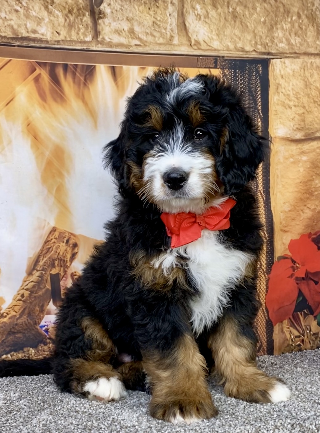 Photo of Mr. Caleb the Mini-Bernedoodle puppy