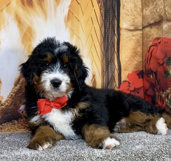 Photo of Mr. Caleb the Mini-Bernedoodle puppy