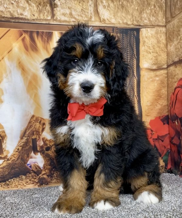 Photo of Mr. Caleb the Mini-Bernedoodle puppy