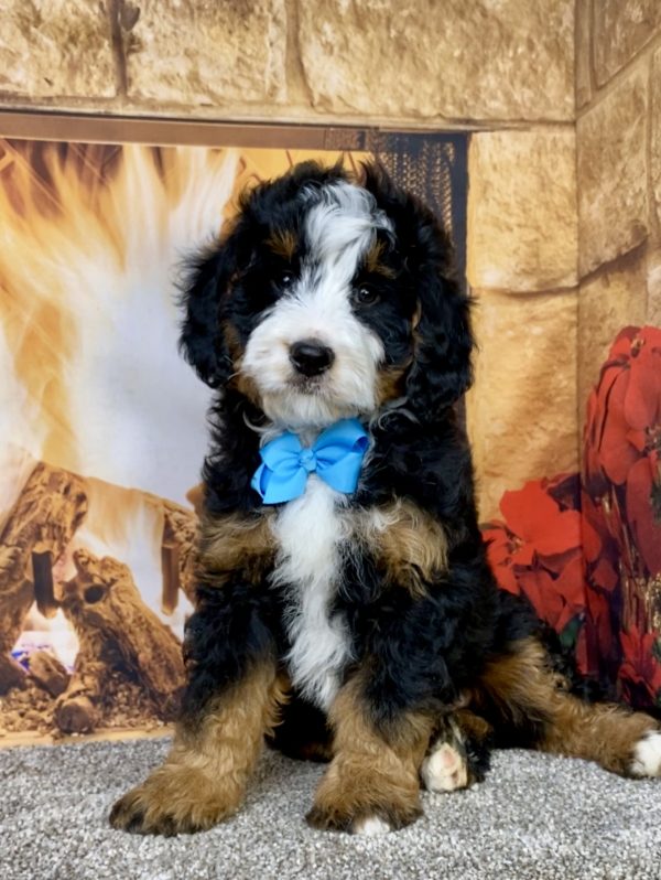 Mr. Carter the Mini-Bernedoodle puppy