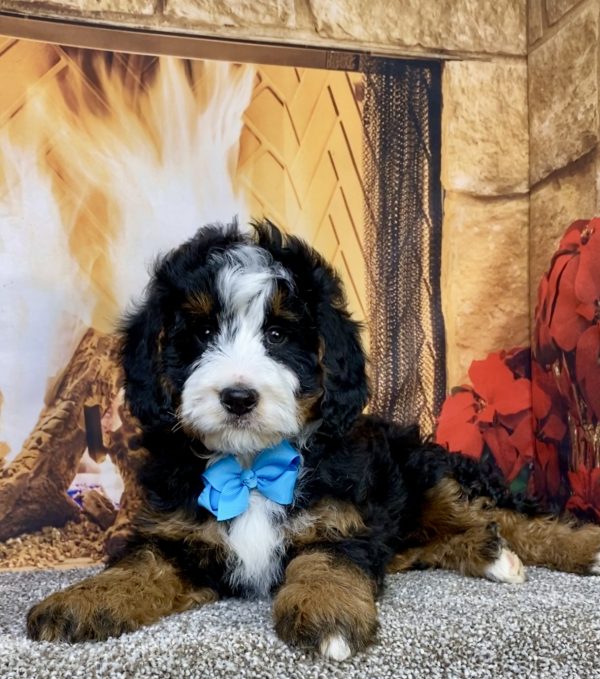 Photo of Mr. Carter the Mini-Bernedoodle puppy