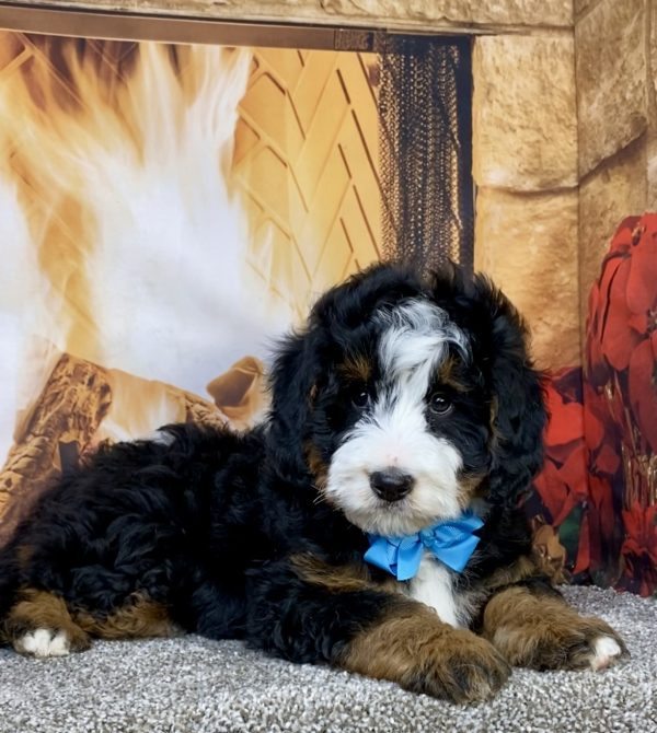Photo of Mr. Carter the Mini-Bernedoodle puppy