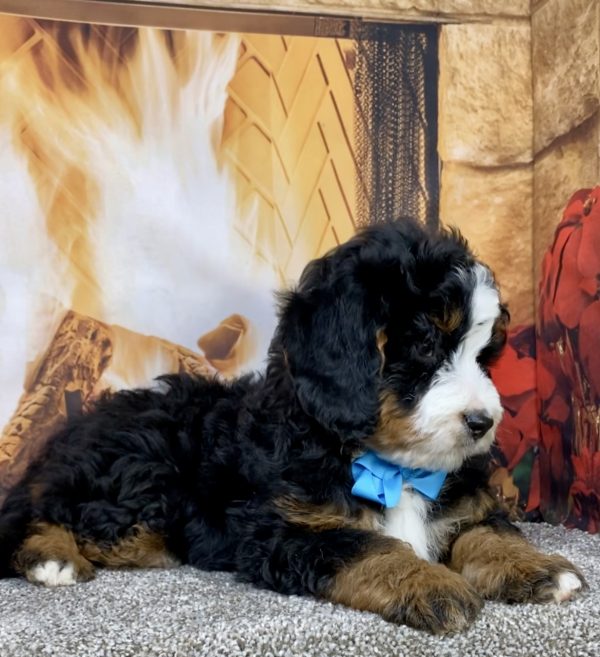 Photo of Mr. Carter the Mini-Bernedoodle puppy