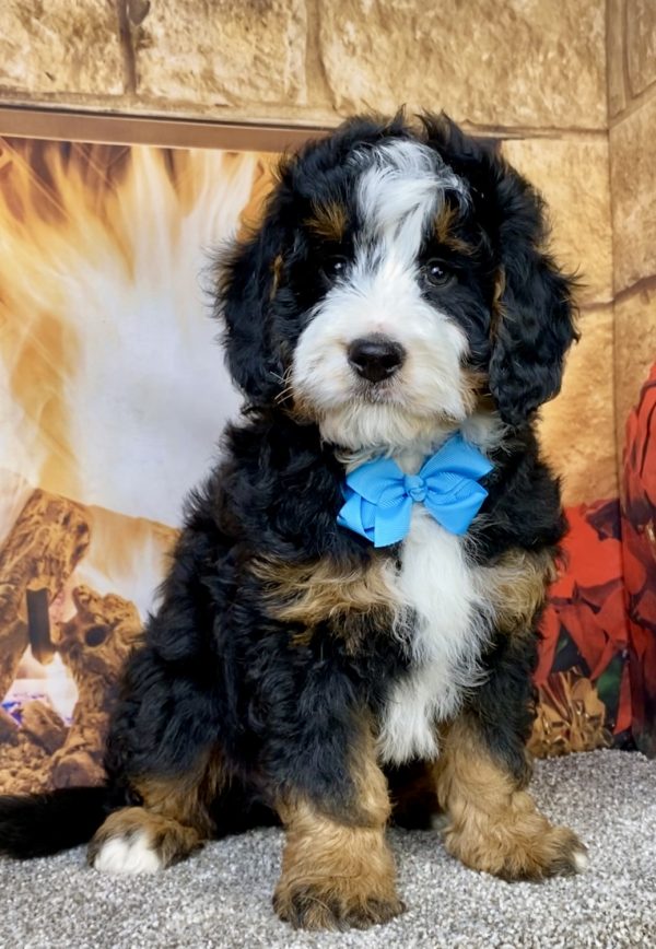 Photo of Mr. Carter the Mini-Bernedoodle puppy