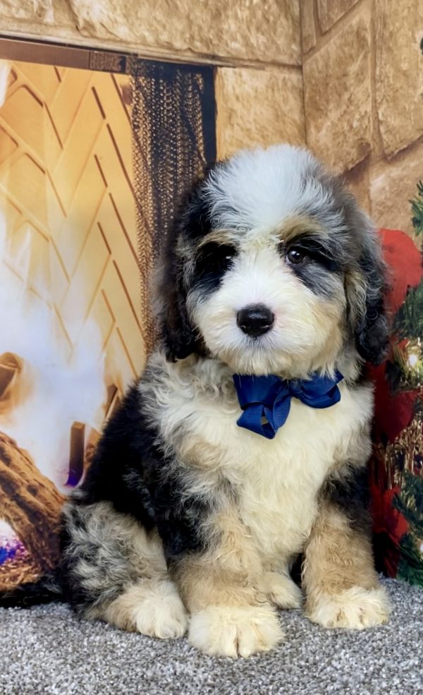 Mr. Chester the Mini-Bernedoodle puppy