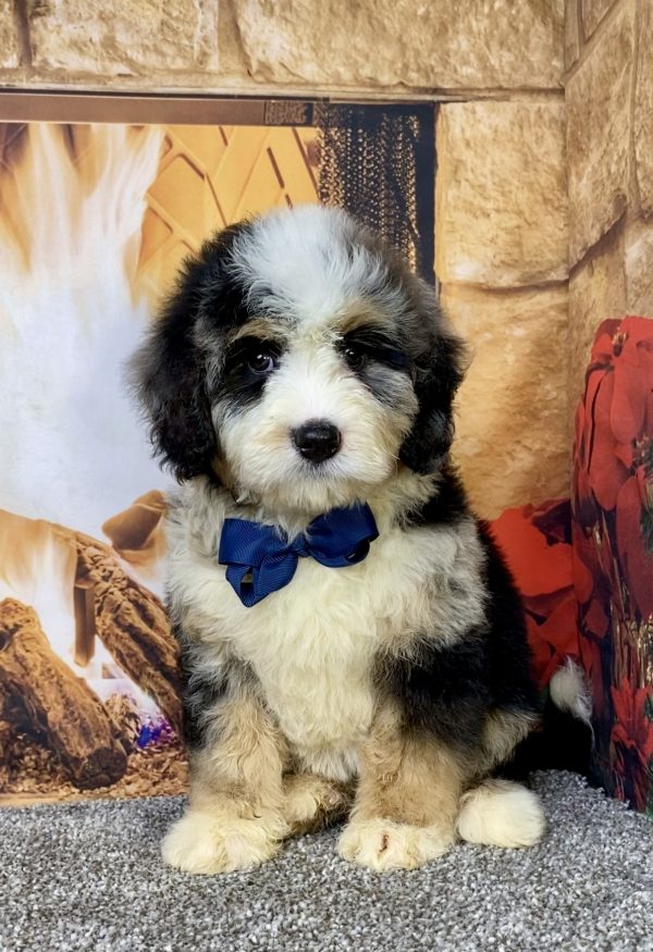 Photo of Mr. Chester the Mini-Bernedoodle puppy
