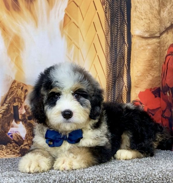 Photo of Mr. Chester the Mini-Bernedoodle puppy