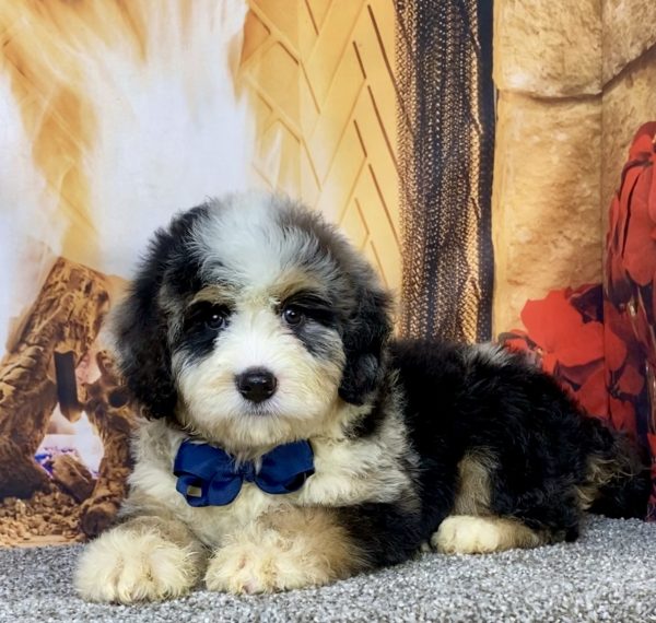 Photo of Mr. Chester the Mini-Bernedoodle puppy