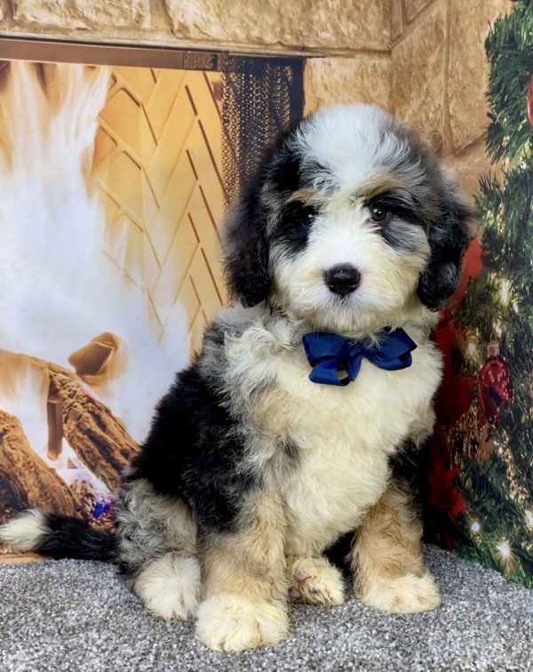 Photo of Mr. Chester the Mini-Bernedoodle puppy
