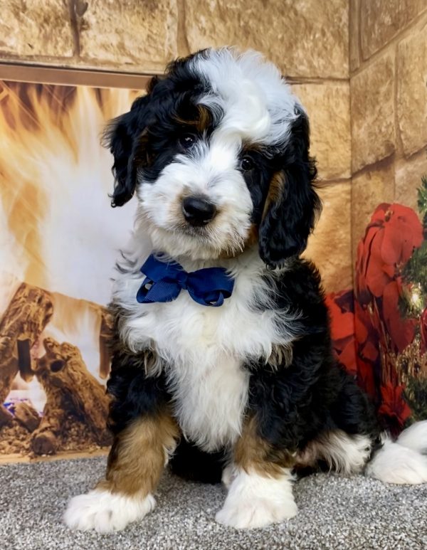 Photo of Mr. Clyde the Mini-Bernedoodle puppy