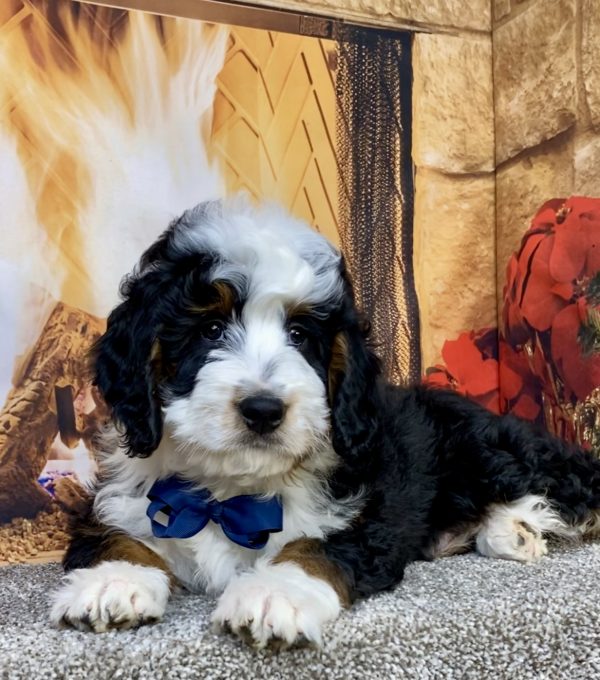 Photo of Mr. Clyde the Mini-Bernedoodle puppy