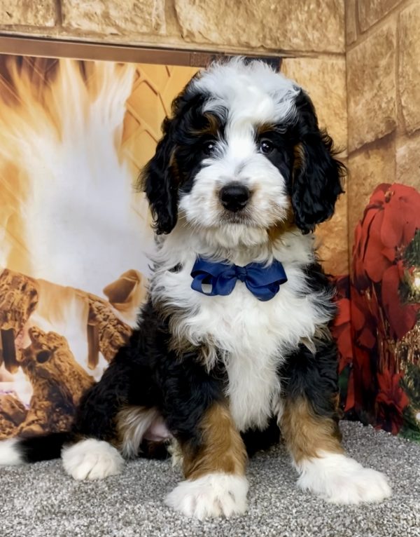 Mr. Clyde the  Mini-Bernedoodle puppy