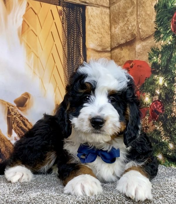 Photo of Mr. Clyde the Mini-Bernedoodle puppy