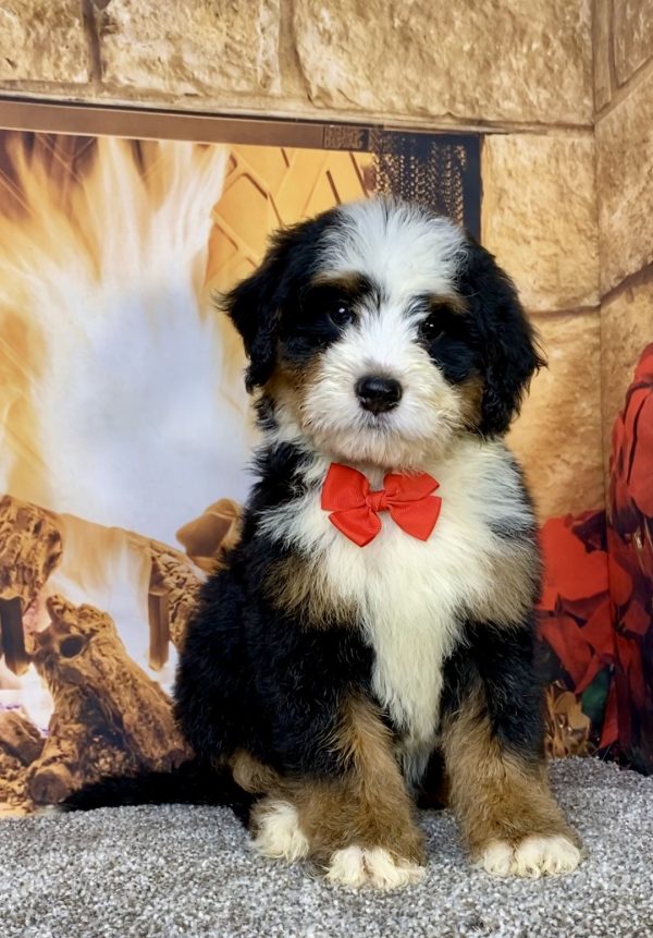 Mr. Cole the Mini-Bernedoodle puppy