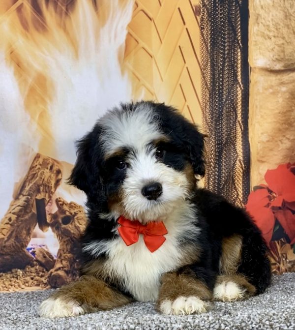 Photo of Mr. Cole the Mini-Bernedoodle puppy
