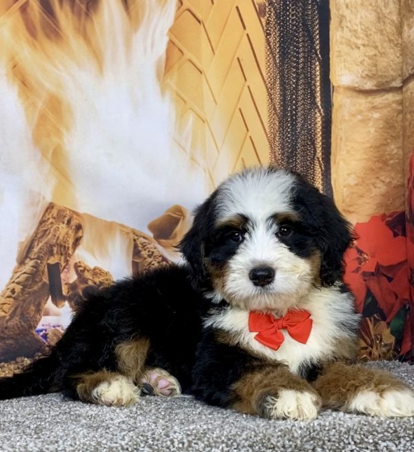 Photo of Mr. Cole the Mini-Bernedoodle puppy
