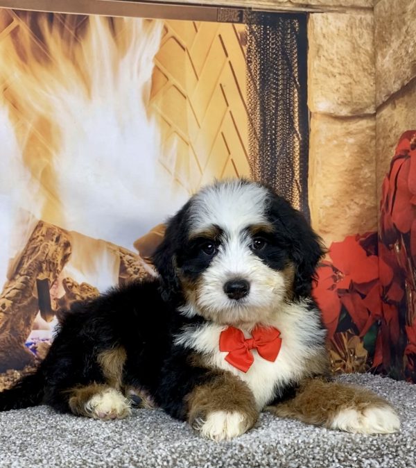 Photo of Mr. Cole the Mini-Bernedoodle puppy