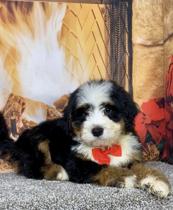 Photo of Mr. Cole the Mini-Bernedoodle puppy