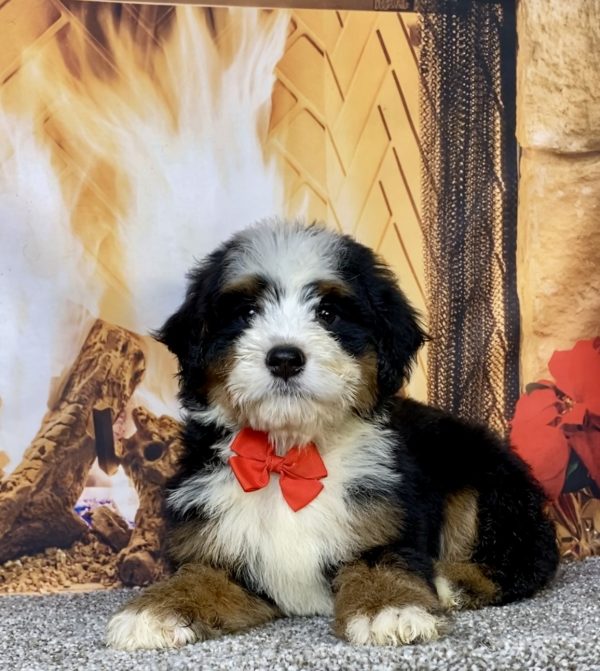 Photo of Mr. Cole the Mini-Bernedoodle puppy