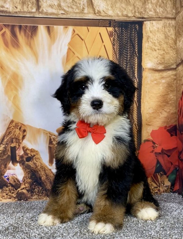 Photo of Mr. Cole the Mini-Bernedoodle puppy