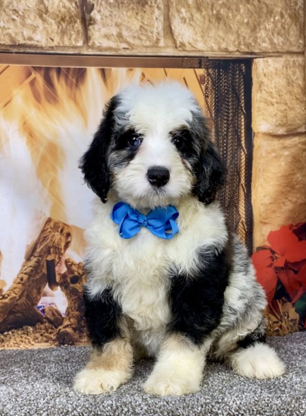 Photo of Mr. Cooper the Mini-Bernedoodle puppy