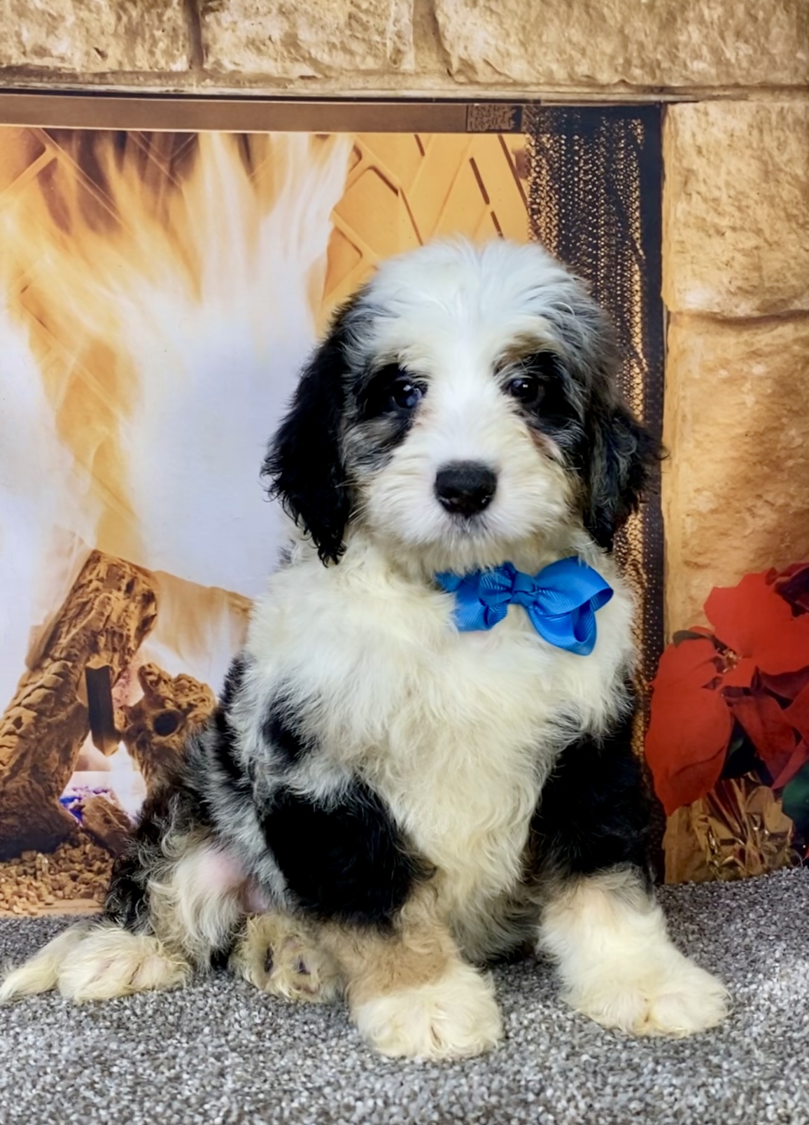Photo of Mr. Cooper the Mini-Bernedoodle puppy