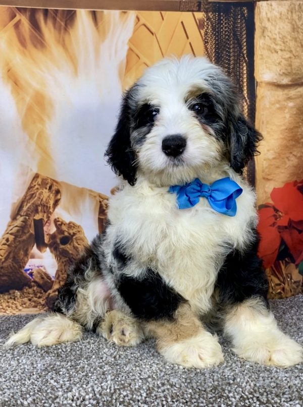 Photo of Mr. Cooper the Mini-Bernedoodle puppy
