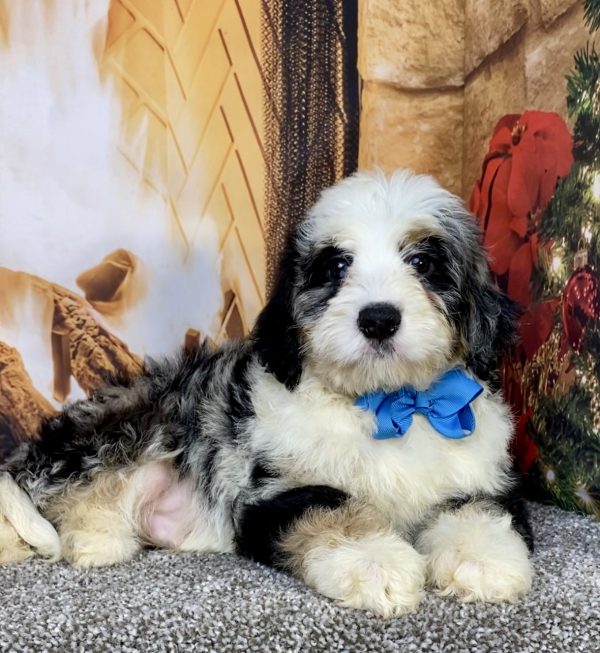 Photo of Mr. Cooper the Mini-Bernedoodle puppy