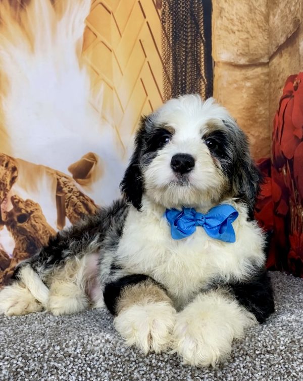 Photo of Mr. Cooper the Mini-Bernedoodle puppy