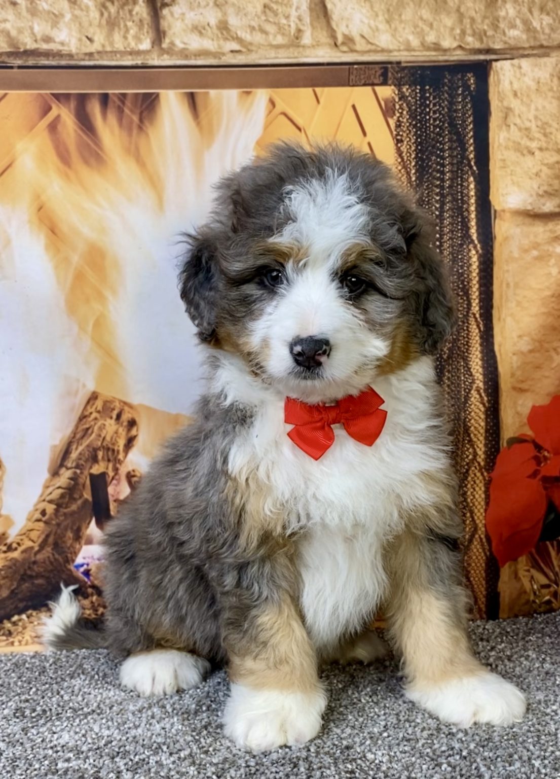 Photo of Mr. Felix the Mini-Bernedoodle puppy