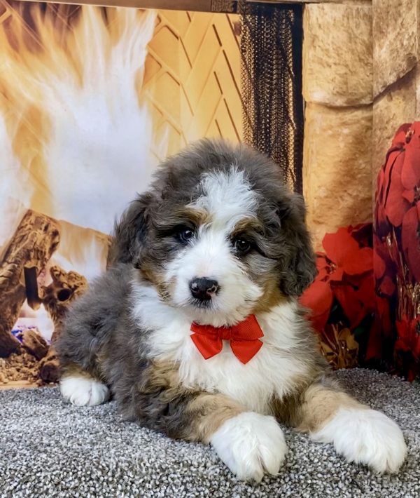 Photo of Mr. Felix the Mini-Bernedoodle puppy