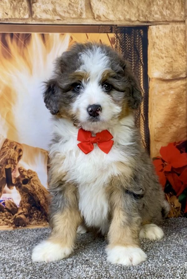 Photo of Mr. Felix the Mini-Bernedoodle puppy