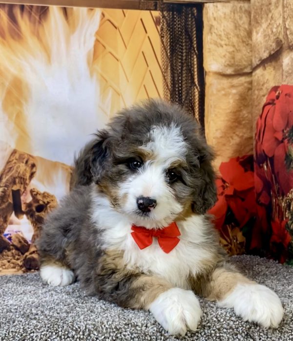 Photo of Mr. Felix the Mini-Bernedoodle puppy