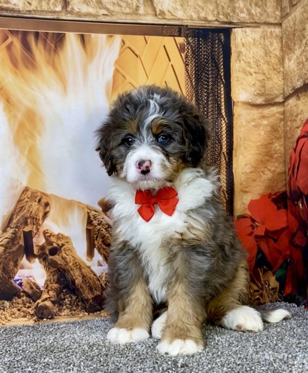 Mr. Flynn the  Mini-Bernedoodle puppy