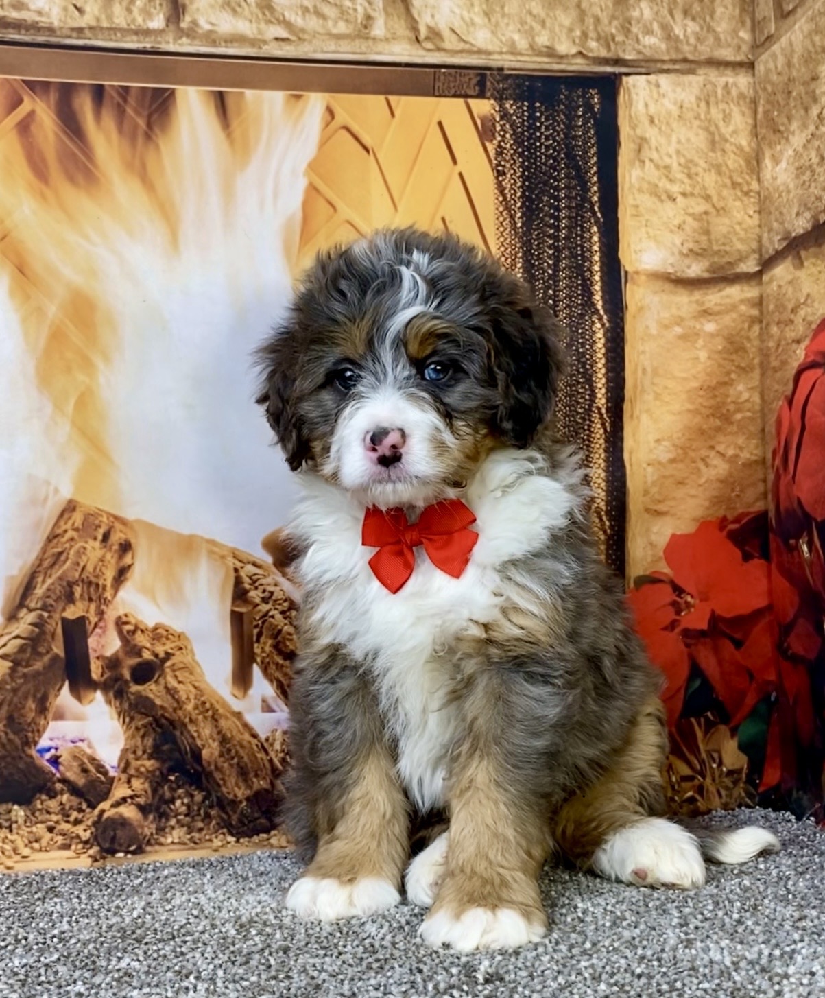 Photo of Mr. Flynn the Mini-Bernedoodle puppy