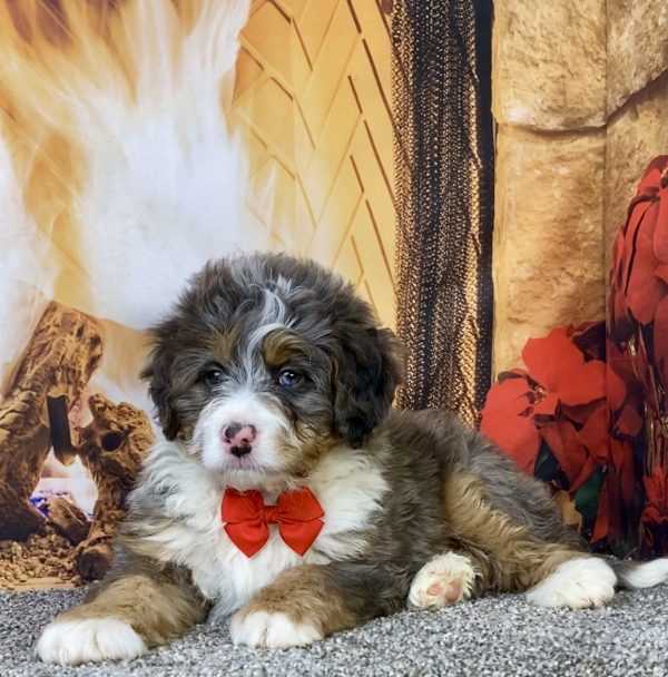 Photo of Mr. Flynn the Mini-Bernedoodle puppy