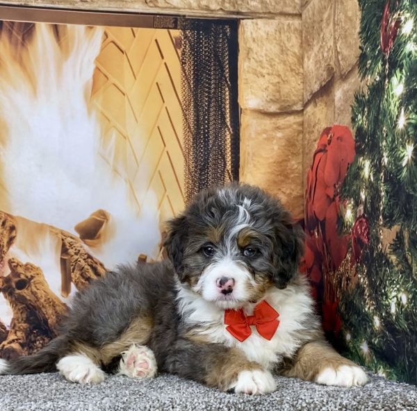 Photo of Mr. Flynn the Mini-Bernedoodle puppy