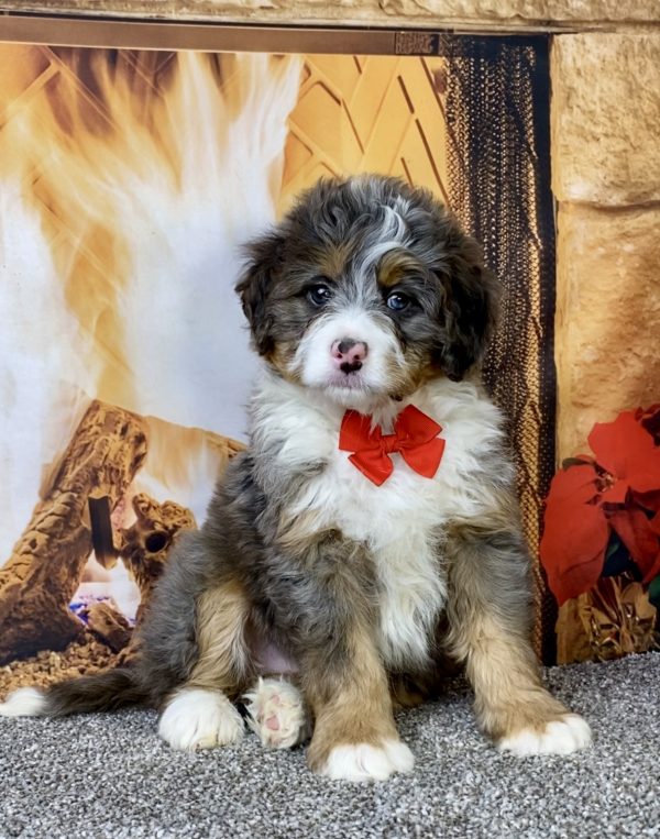 Photo of Mr. Flynn the Mini-Bernedoodle puppy