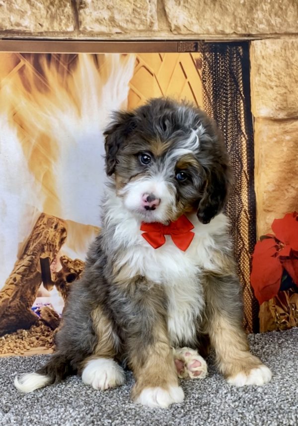 Photo of Mr. Flynn the Mini-Bernedoodle puppy