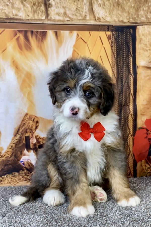 Photo of Mr. Flynn the Mini-Bernedoodle puppy