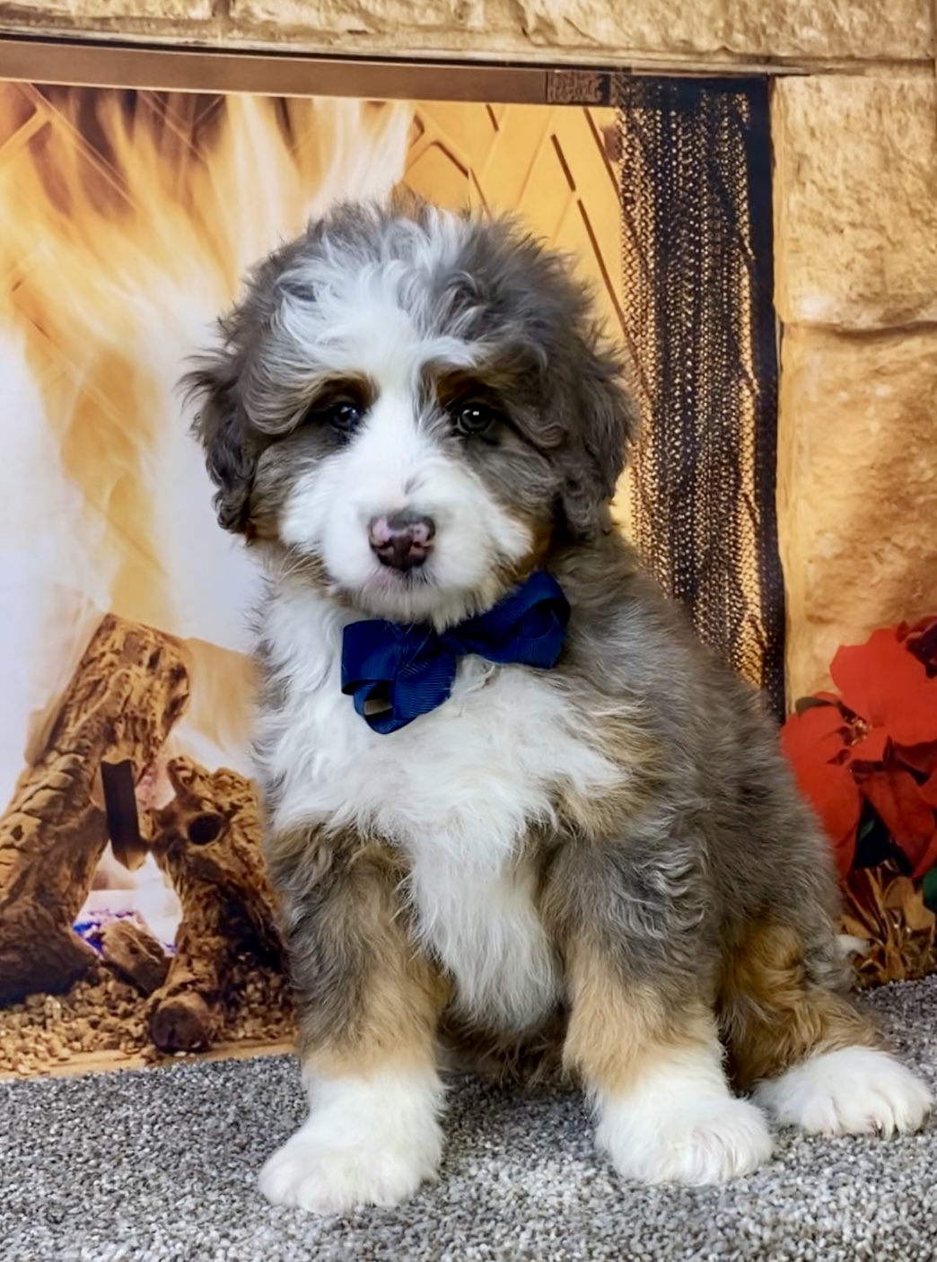 Photo of Mr. Ford the Mini-Bernedoodle puppy