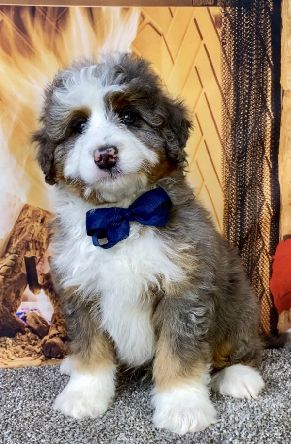 Photo of Mr. Ford the Mini-Bernedoodle puppy