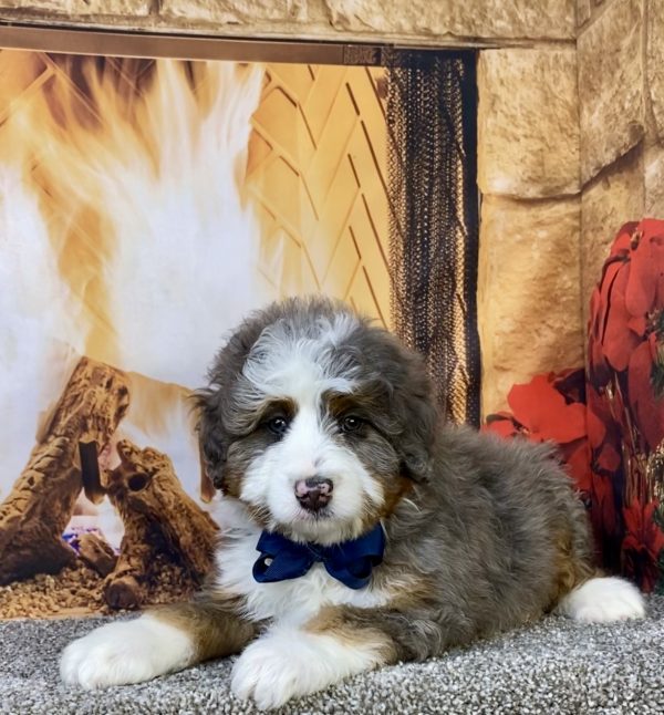 Photo of Mr. Ford the Mini-Bernedoodle puppy