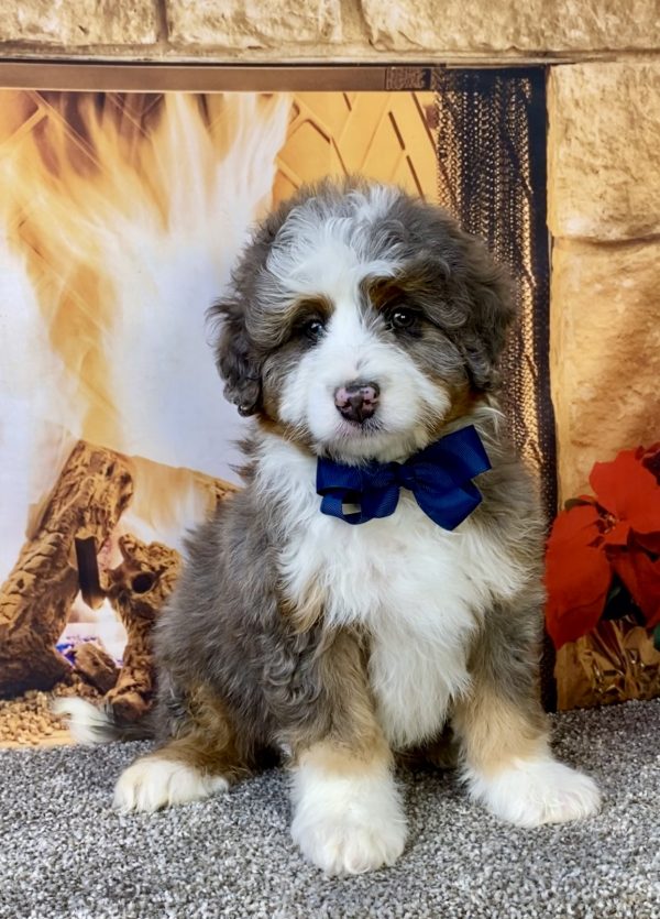 Photo of Mr. Ford the Mini-Bernedoodle puppy