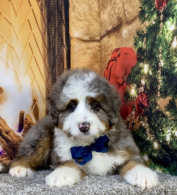 Photo of Mr. Ford the Mini-Bernedoodle puppy
