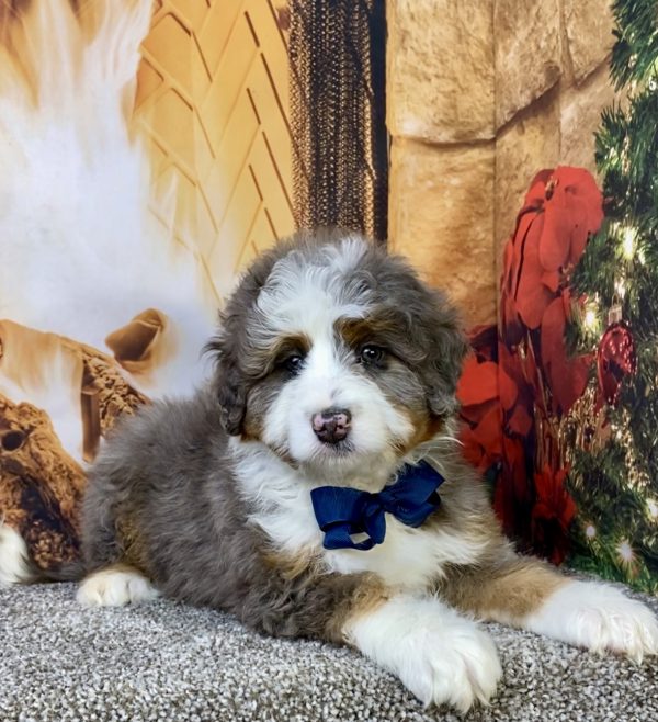 Photo of Mr. Ford the Mini-Bernedoodle puppy