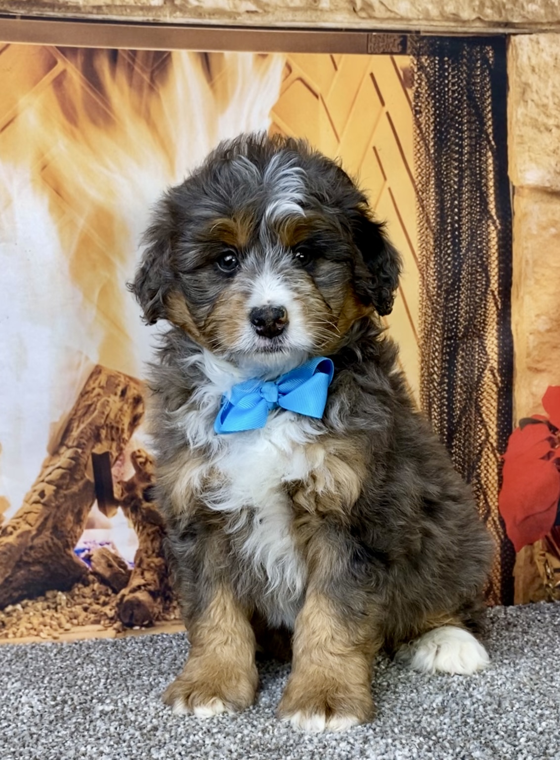 Photo of Mr. Forrest the Mini-Bernedoodle puppy