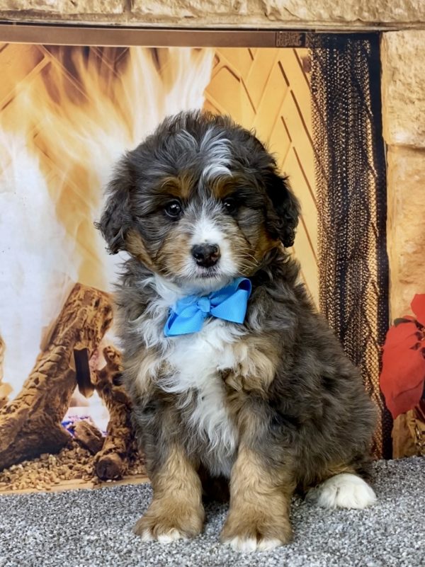 Photo of Mr. Forrest the Mini-Bernedoodle puppy