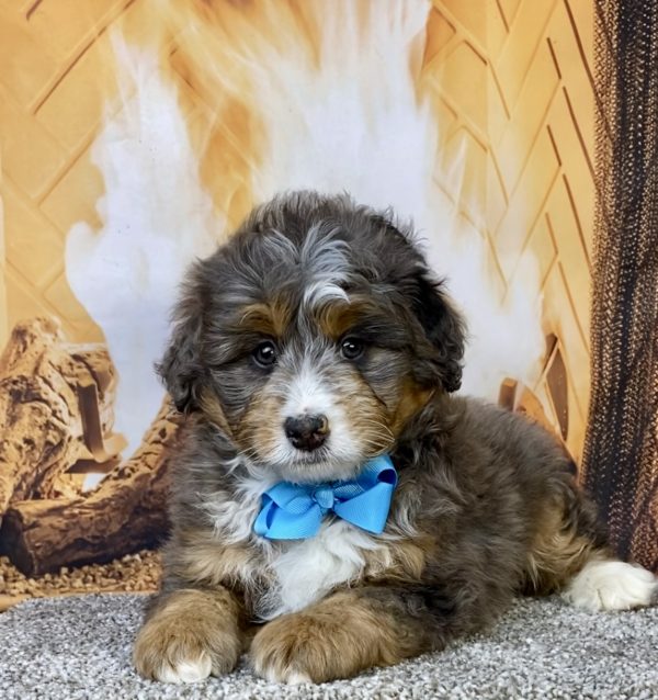 Photo of Mr. Forrest the Mini-Bernedoodle puppy